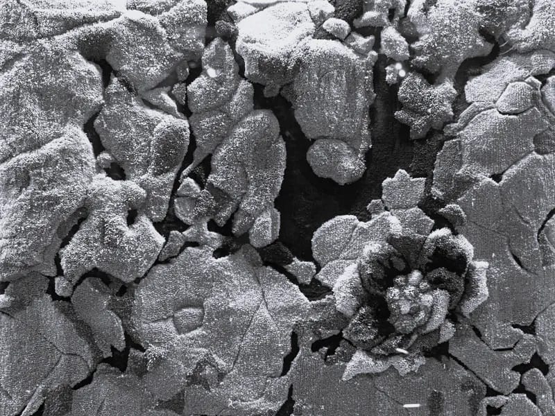 40 Roomors Home Page